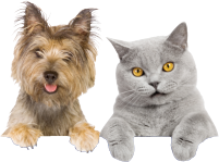 dog-cat.png